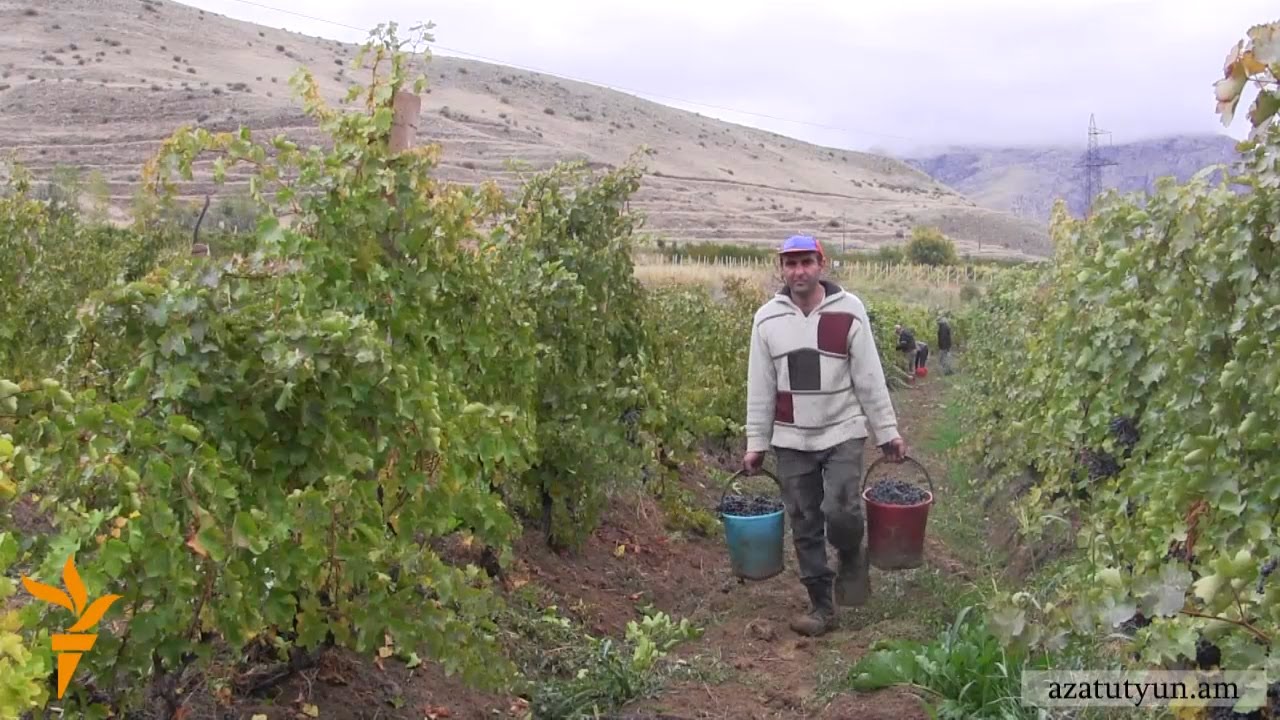 Աղավնաձորցիները հուսահատ են. Խաղողի մթերման խոստումները չեն կատարվել