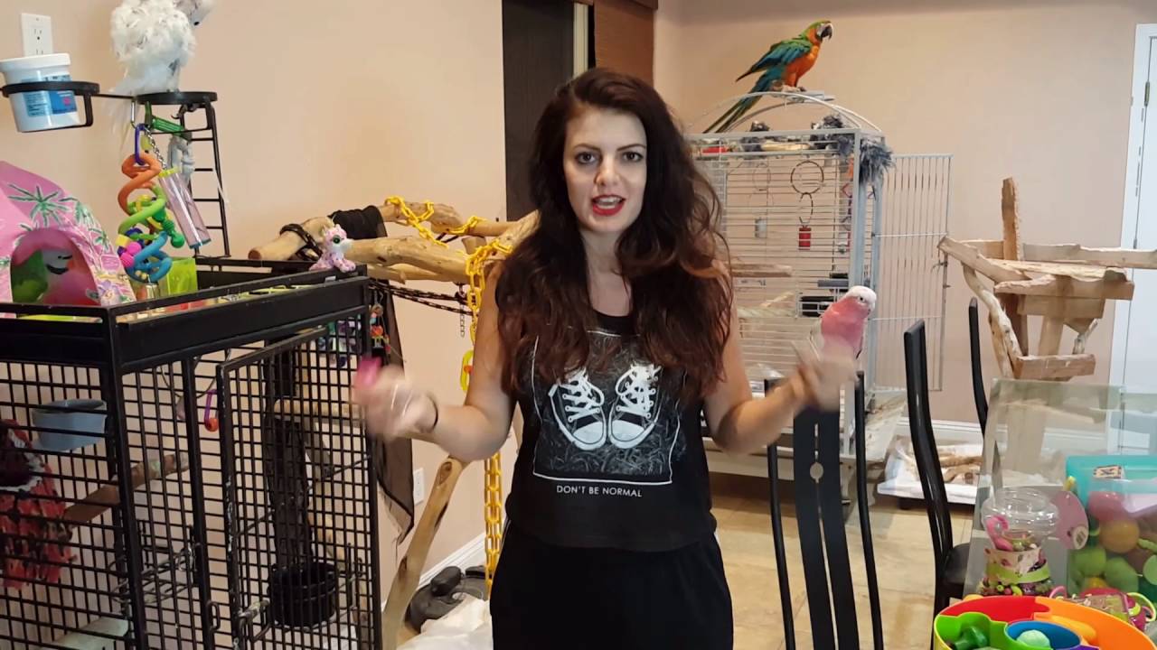 PARRONT TIP TUESDAY: My parrots, their cage set up and toys 🐦💜💚🐦