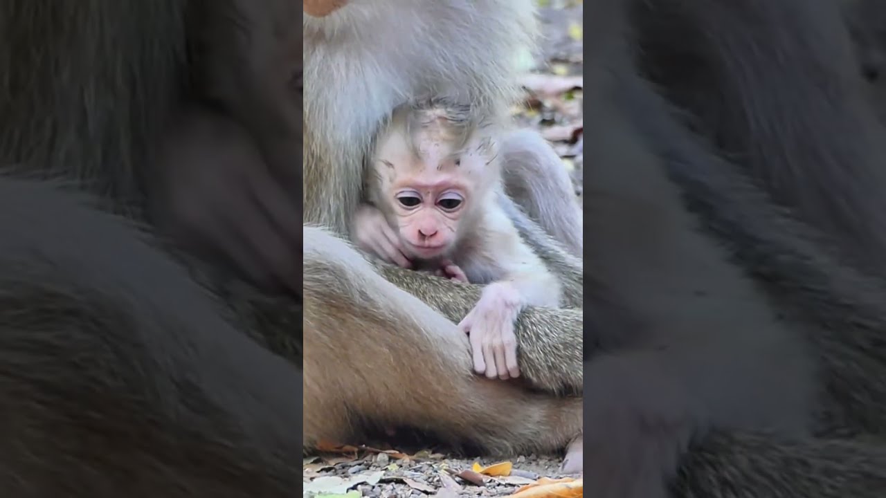 02-12-25 Adorable Mom Milie make power by eat fruite to look after adorable BB Molie !!