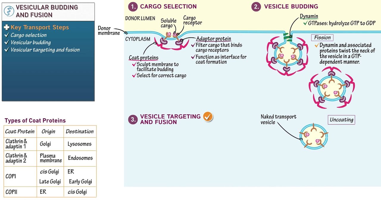 Cell and Molecular Biology: Vesicular Budding and Fusion