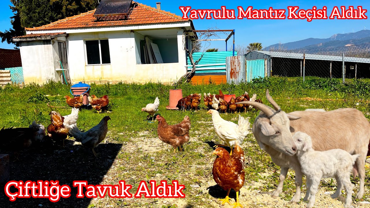 Çiftliğe Tavuk Aldık! Bir de Yavrulu Mantız Keçisi Geldi 🐐🐔
