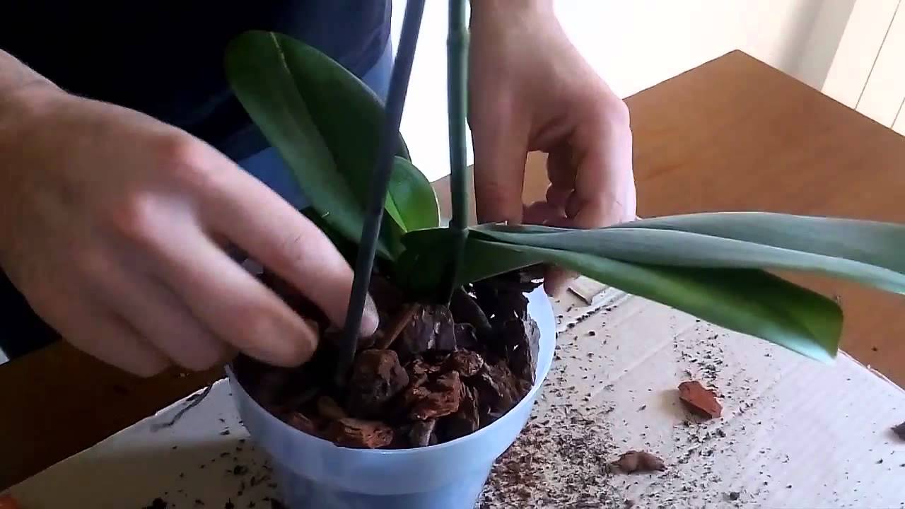 Come rinvasare la tua Orchidea