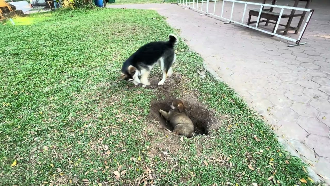 Por & Jero destroyed the grass!