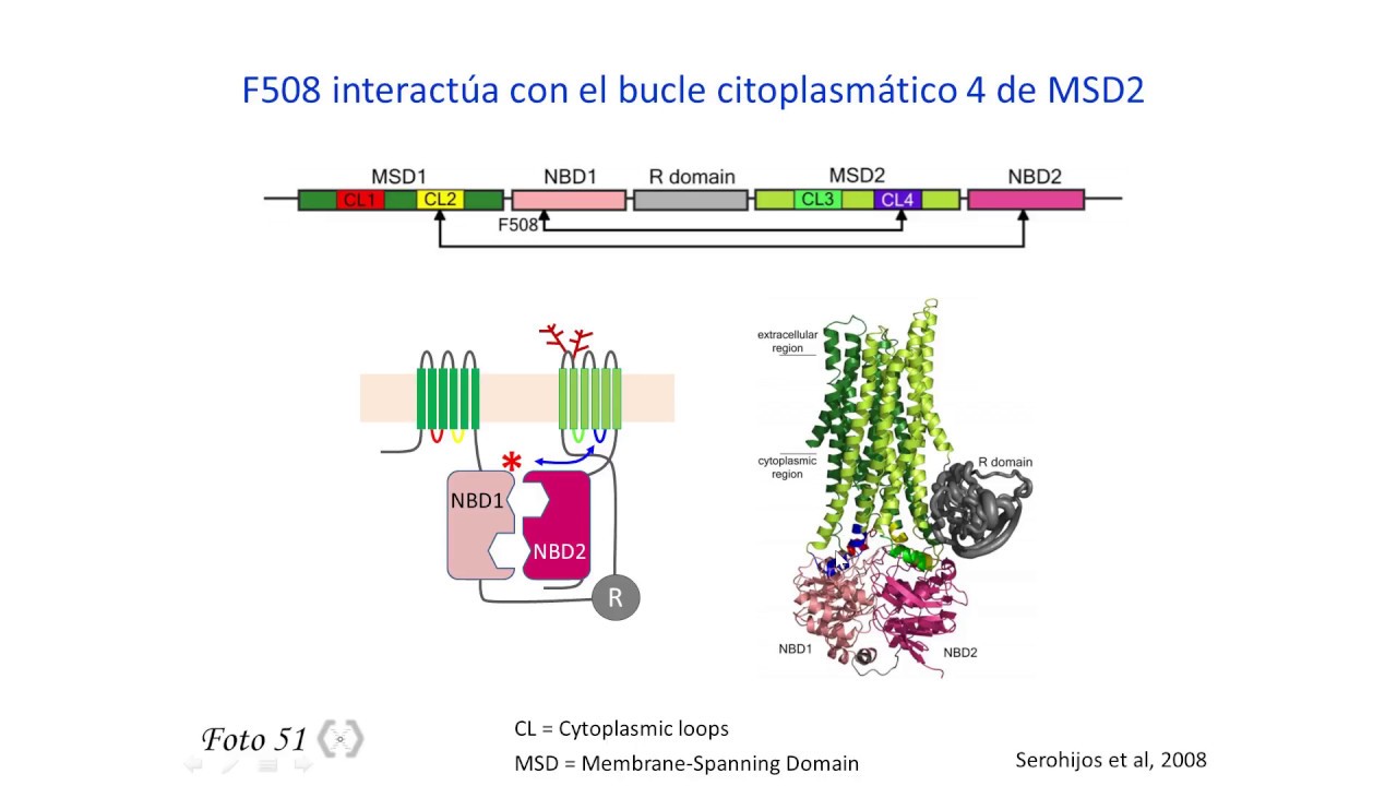 Fibrosis quística 3 - Base molecular y celular de la genética de la fibrosis quística