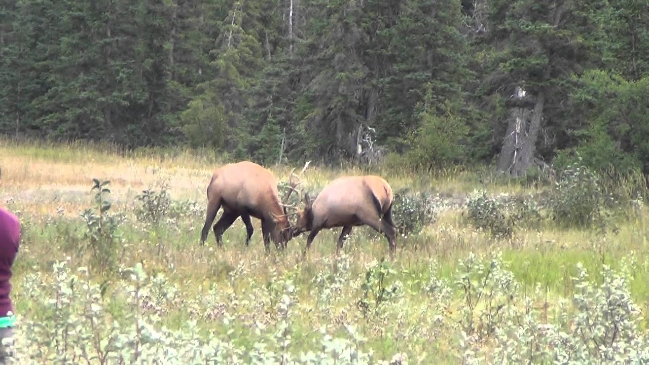 USA-Canada 2013- Combat de cerfs