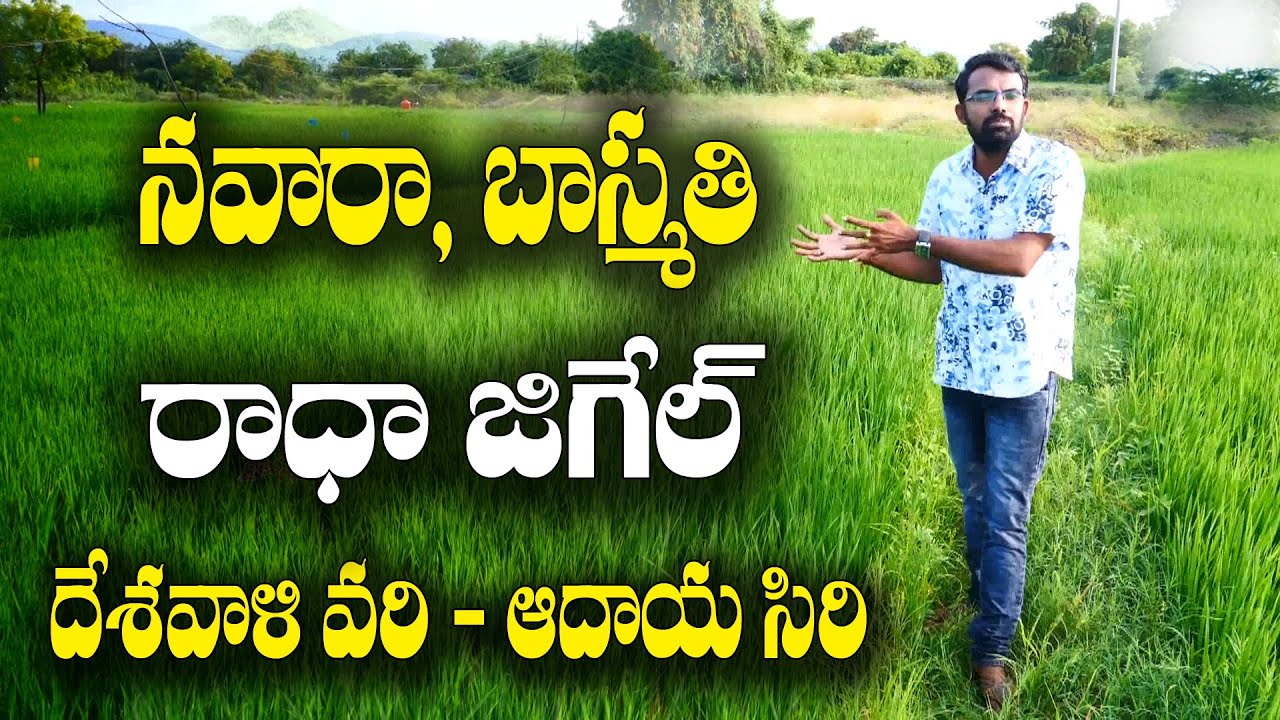 2 ఎకరాల్లో రూ. 27 వేల పెట్టుబడితో రూ.1.30 లక్షల రాబడి || Native Paddy Cultivation || M Srinath Reddy