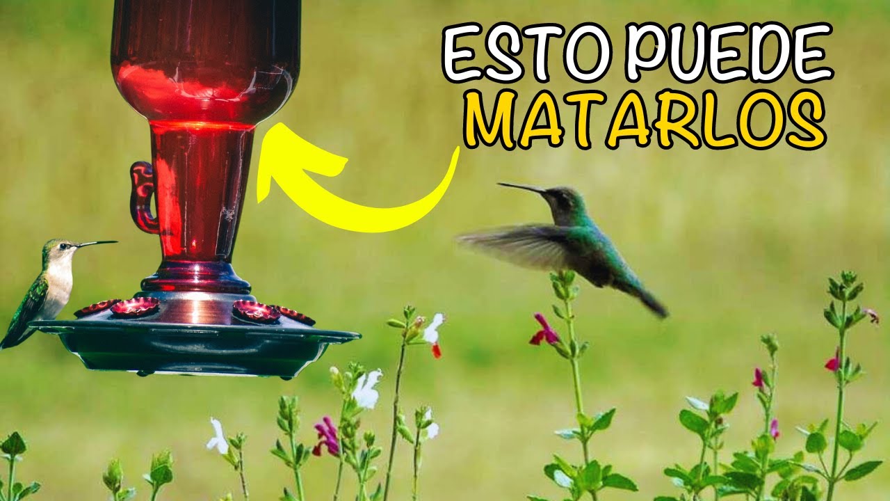 Cómo atraer COLIBRÍES a tu jardín, casa, huerto//hazlo de forma segura