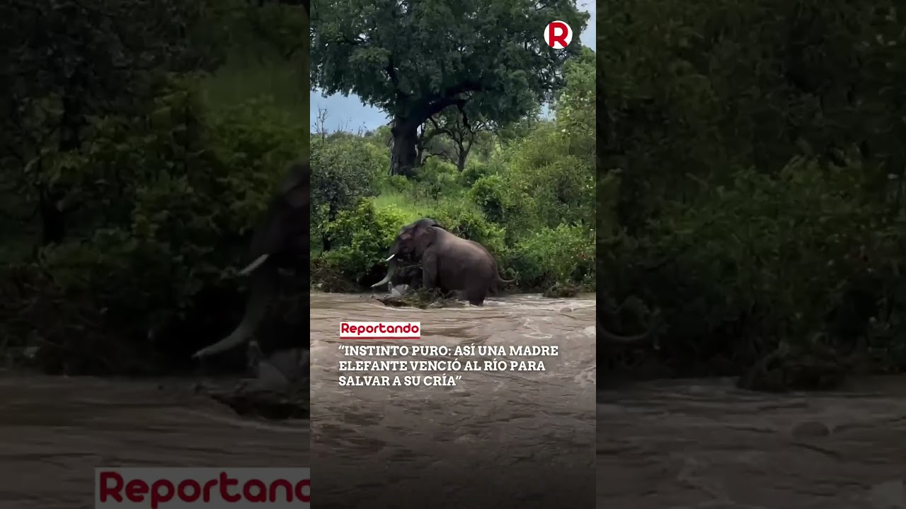 Elefanta rescató a su cría de un río desbordado en Sudáfrica, en una escena que conmueve al mundo.