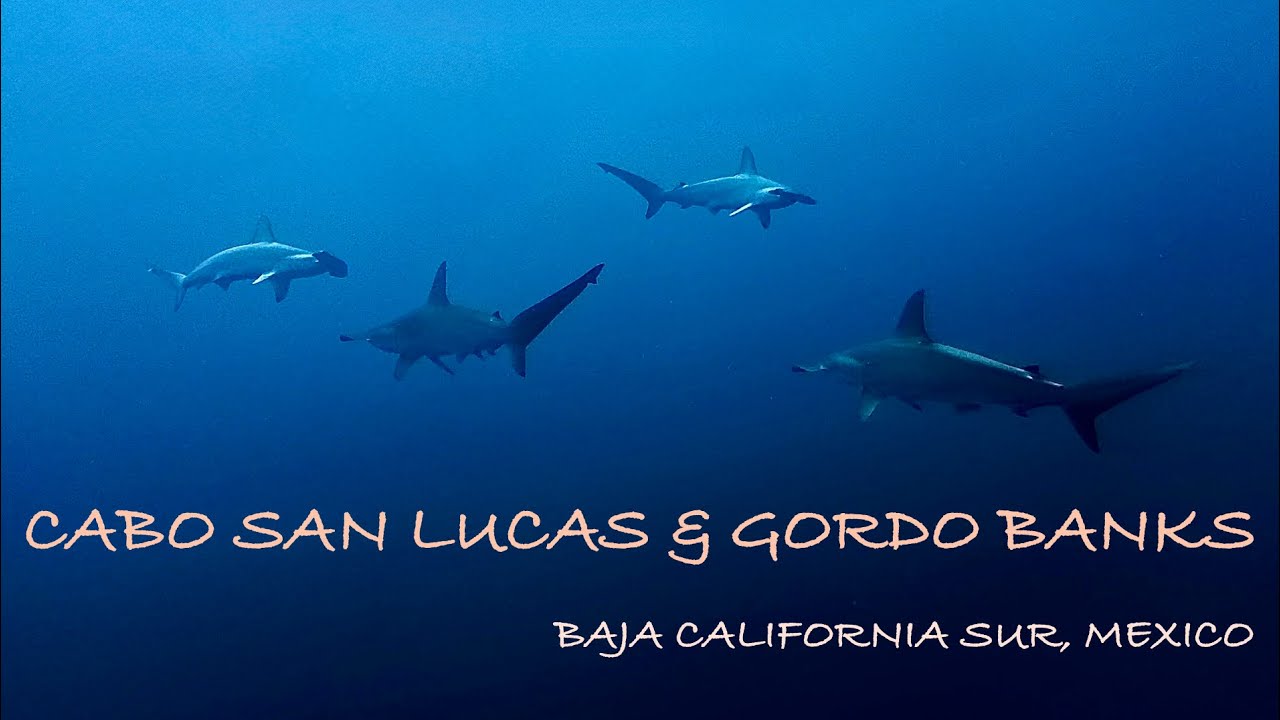 Scuba Diving Cabo San Lucas & Gordo Banks, Baja California Sur, Mexico