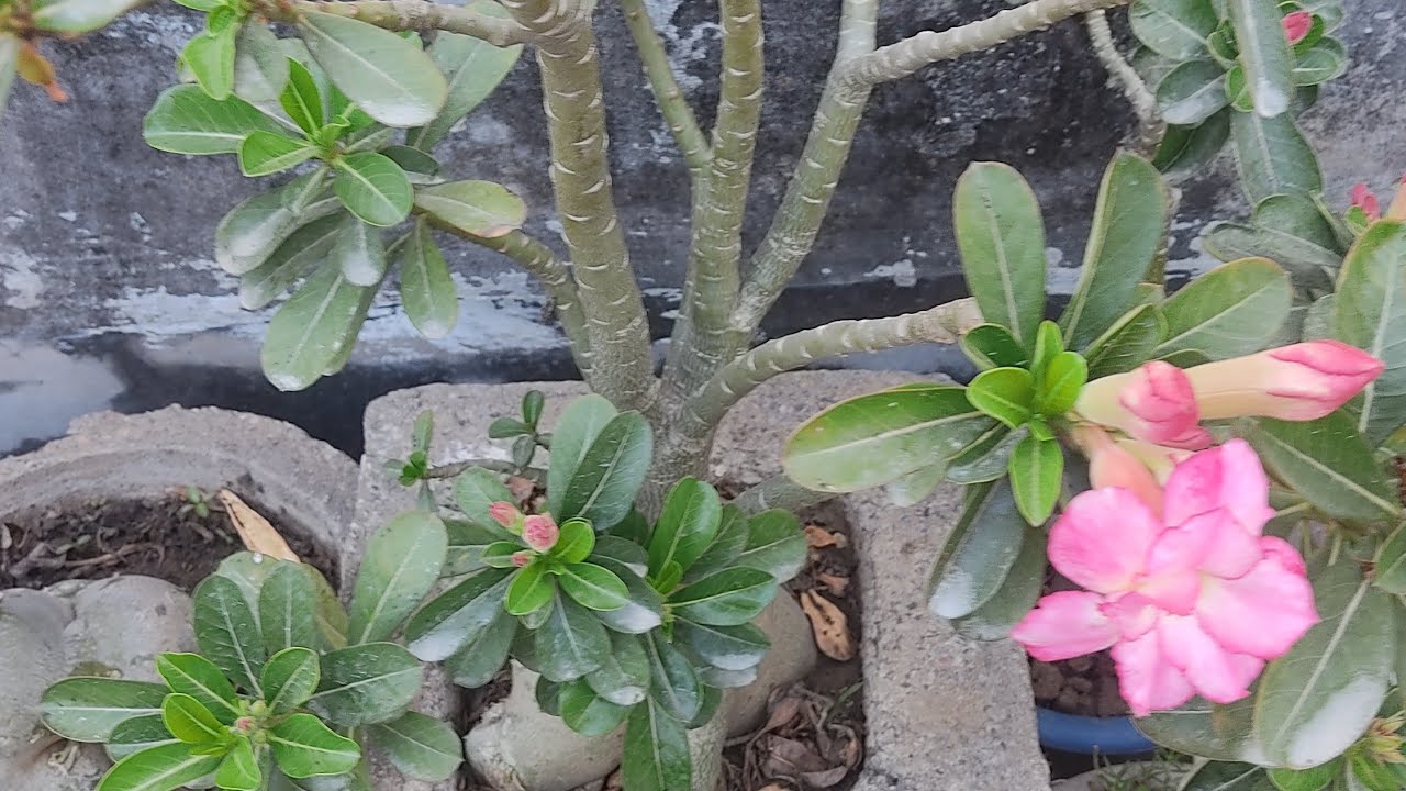 Ready to bloom 🌷🌷🌷Adenium flowers #nature #plants #gardening #grih_shobha 