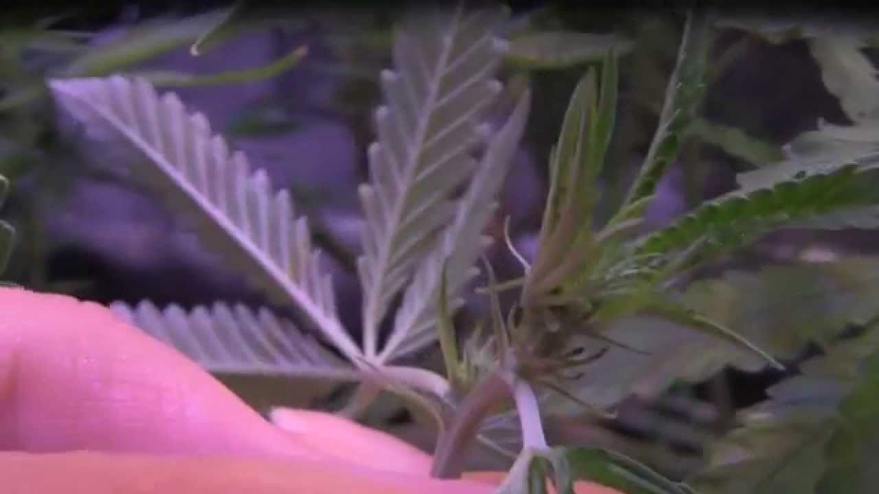 BML LED GROW LIGHTS - Video #10 - Day 19 Flower - Positive Results From Proper ph Feed!