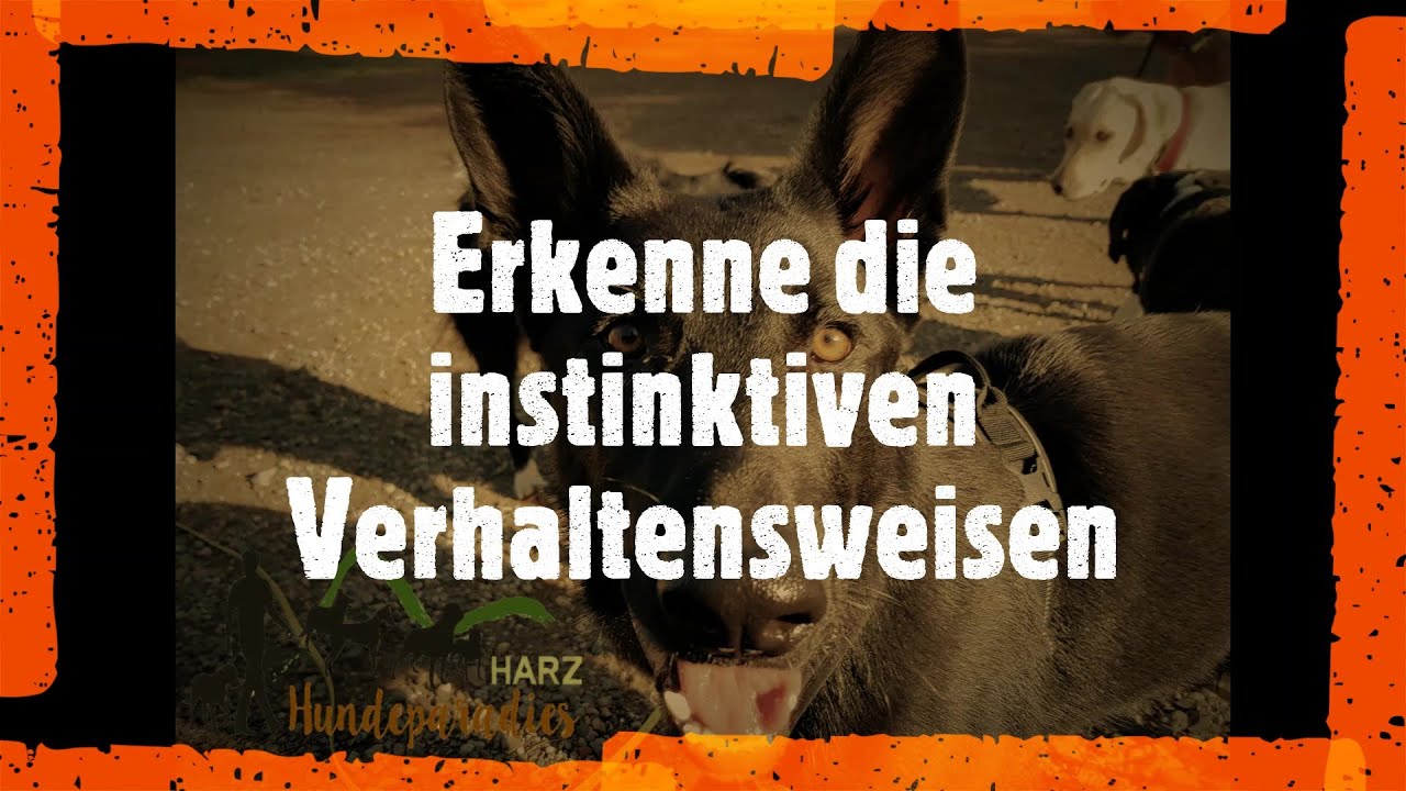 Erkenne deinen Hund ~ instinktive Verhaltensweisen unterscheiden