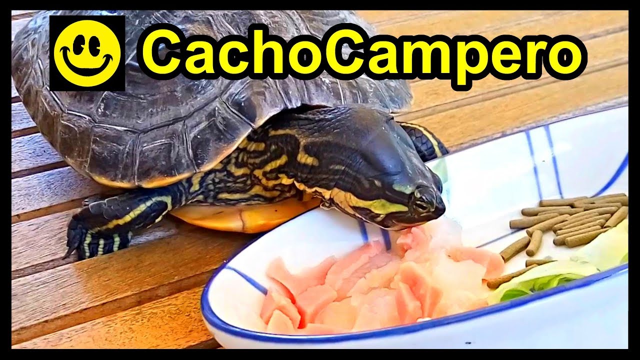 Qué come una tortuga de agua, su alimentación, su comida y cómo alimentar a tu tortuga