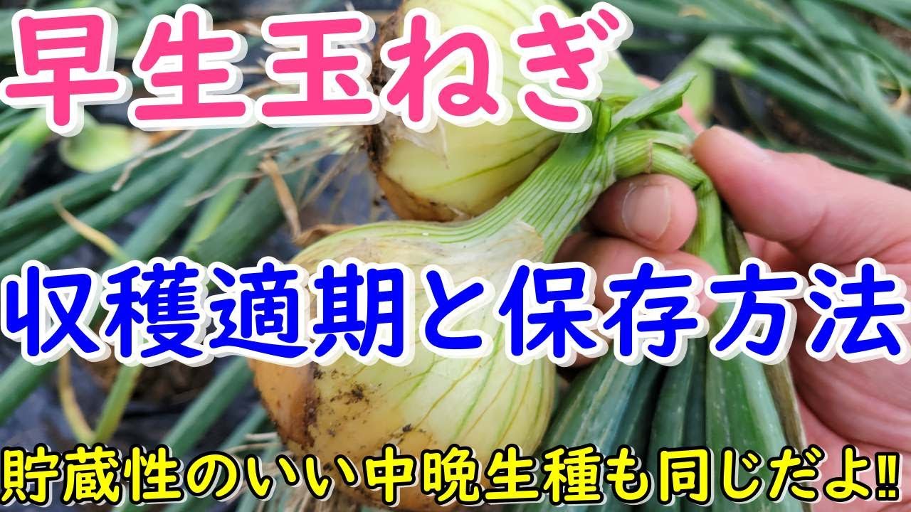 早生玉ねぎの収穫適期の見極め方（結球肥大化させる方法、トウ立ちの仕組み、保存方法など）