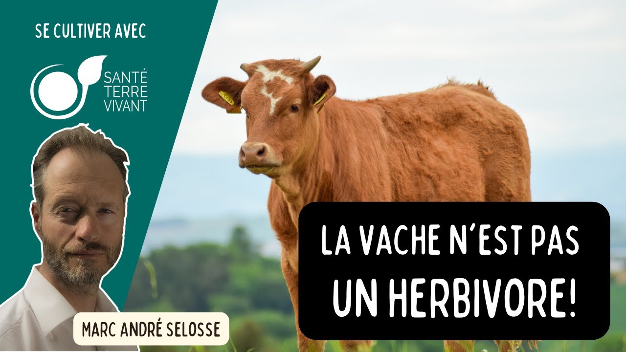 La vache est un carnivore opportuniste - Marc André Selosse