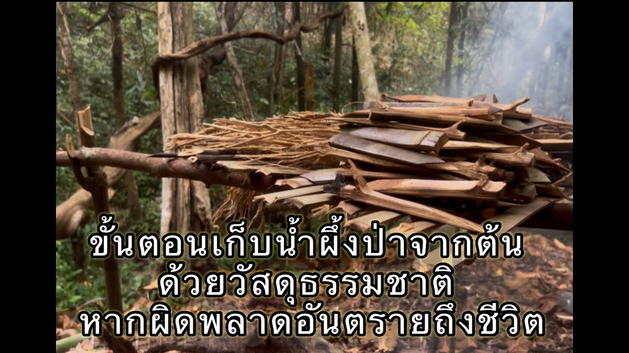 เก็บน้ำผึ้งป่าอันตรายมากๆใจไม่ถึงห้ามทำตามเด็ดขาด