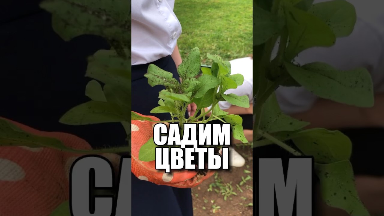 Садим цветы