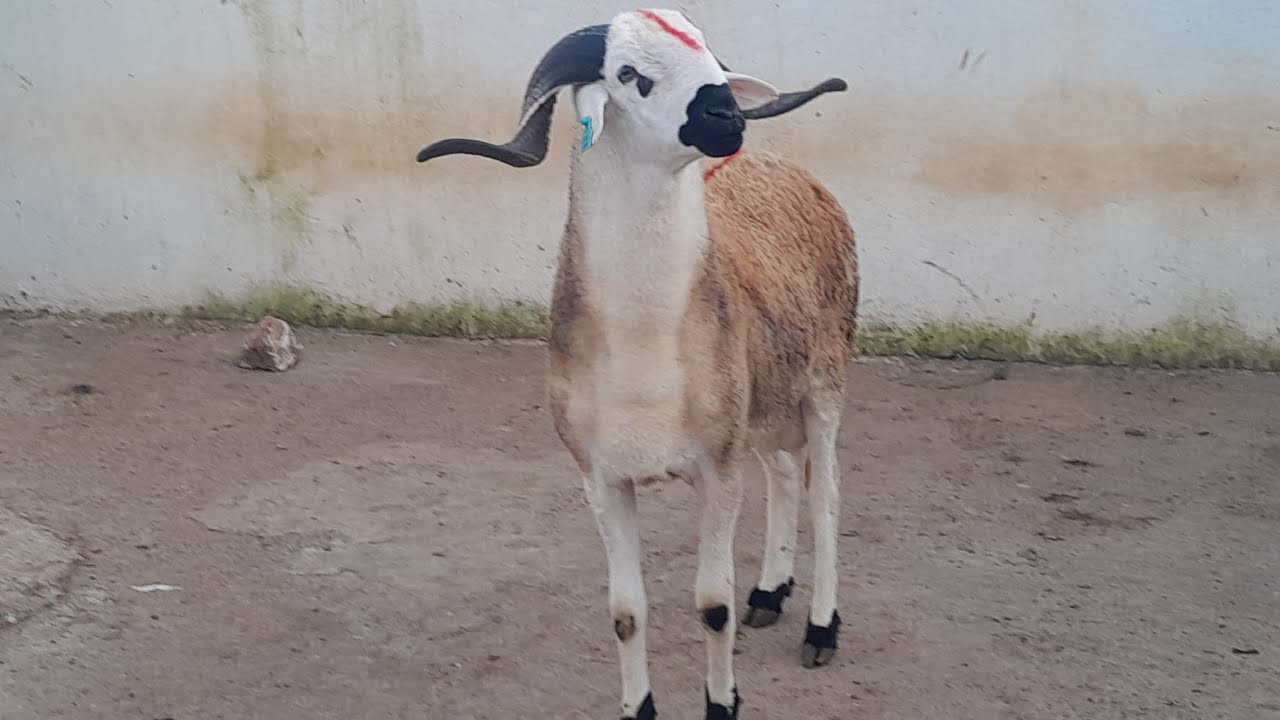 سلام عليكم كين هد حولي مليح💯 وموصفات الهاثف0667459857بتاريخ27.2.2026🤲
