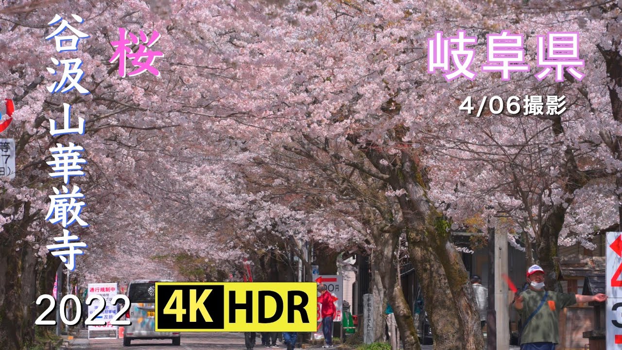 2022 [岐阜シリーズ２]谷汲山華厳寺の桜(4K-HDR) Cherry Blossoms At Tanigumisan Kegonji Temple In Gifu(UHD-HDR)