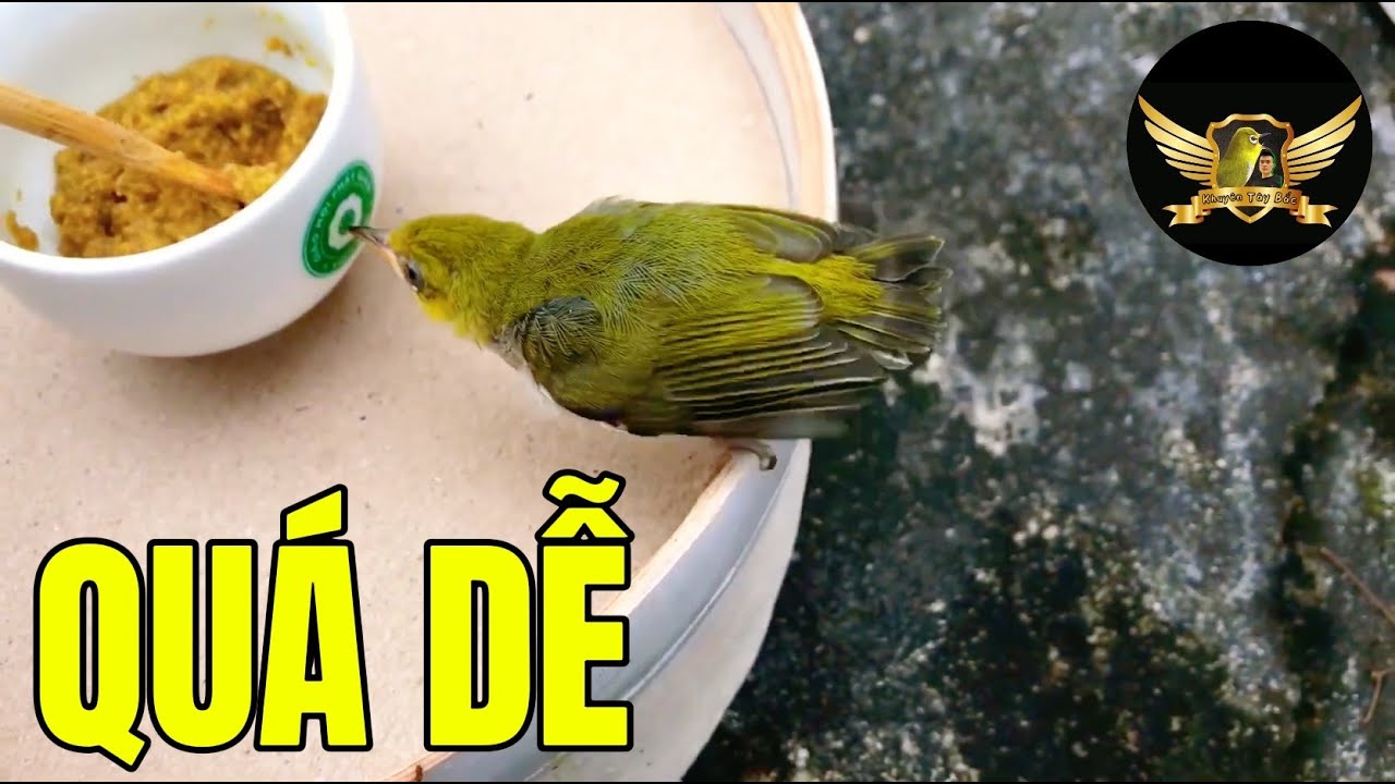 Cách Chăm Chim Non KHÔNG HÁ MỎ Và Cách Tập Chim Non TỰ BIẾT ĂN CÁM - Baby Bird Care Tips | KTB