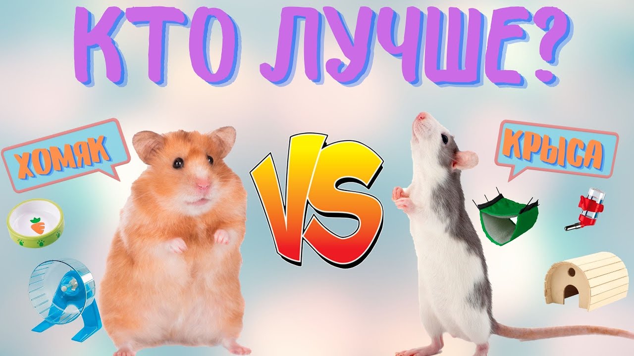 КРЫСА ИЛИ ХОМЯК? КОГО ЛУЧШЕ ВЫБРАТЬ? В ЧЕМ РАЗЛИЧИЕ МЕЖДУ КРЫСОЙ И ХОМЯКОМ?