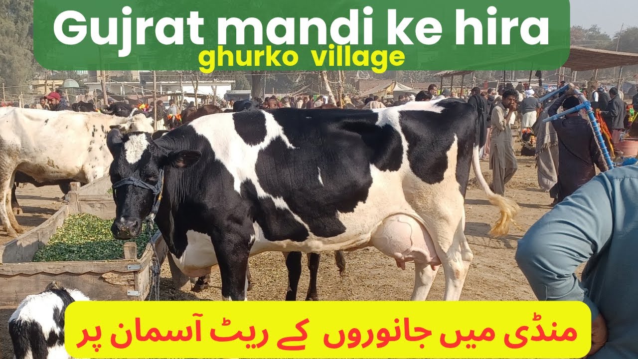 Gujrat Mandi Milking and for meet Animals in Gujrat mandi | High Prices | Gujrat Mandi Animals