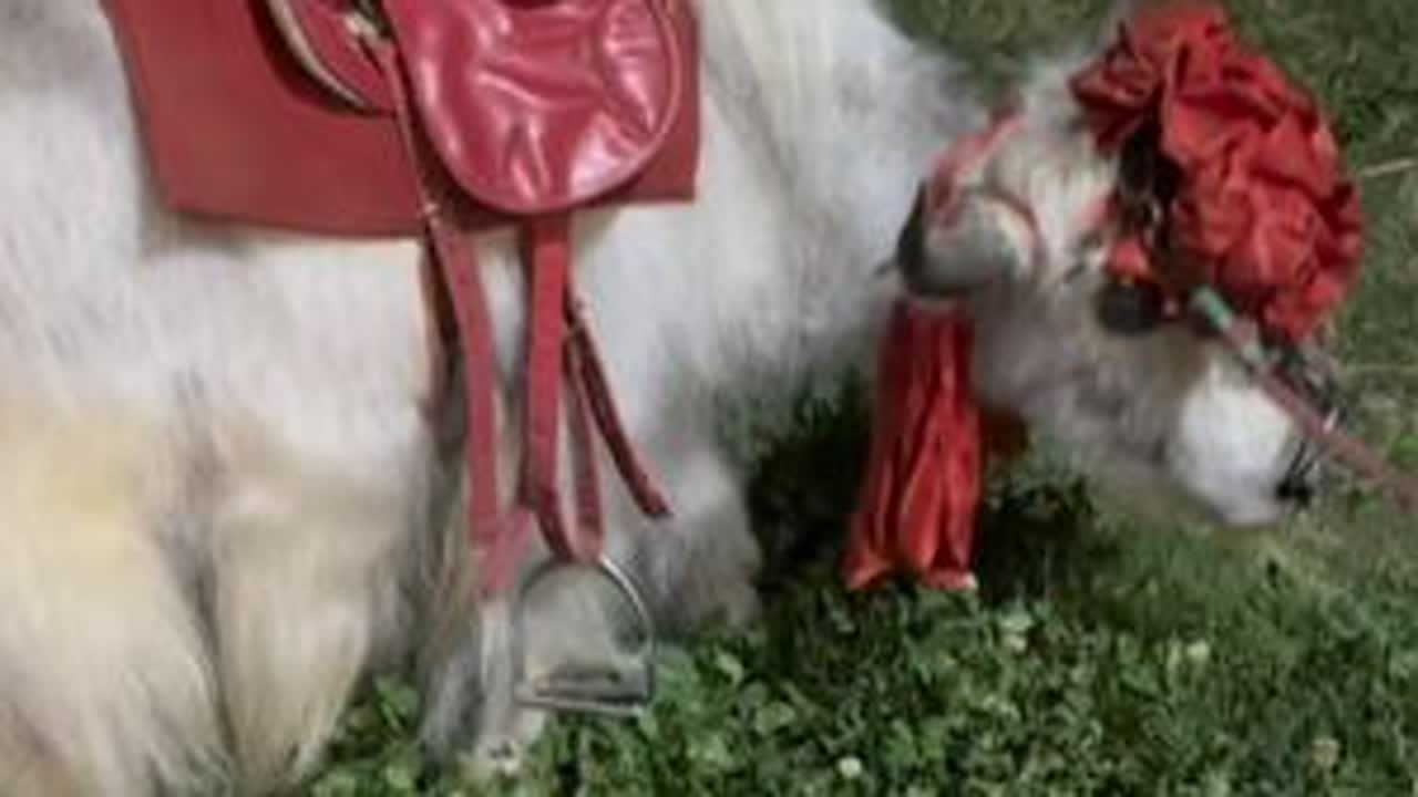 小牦牛装扮好坐车去户外溜达吃青草去啦上下车马路上还真可以呢 #牦牛 #训牦牛 #刘大刚的养马日常