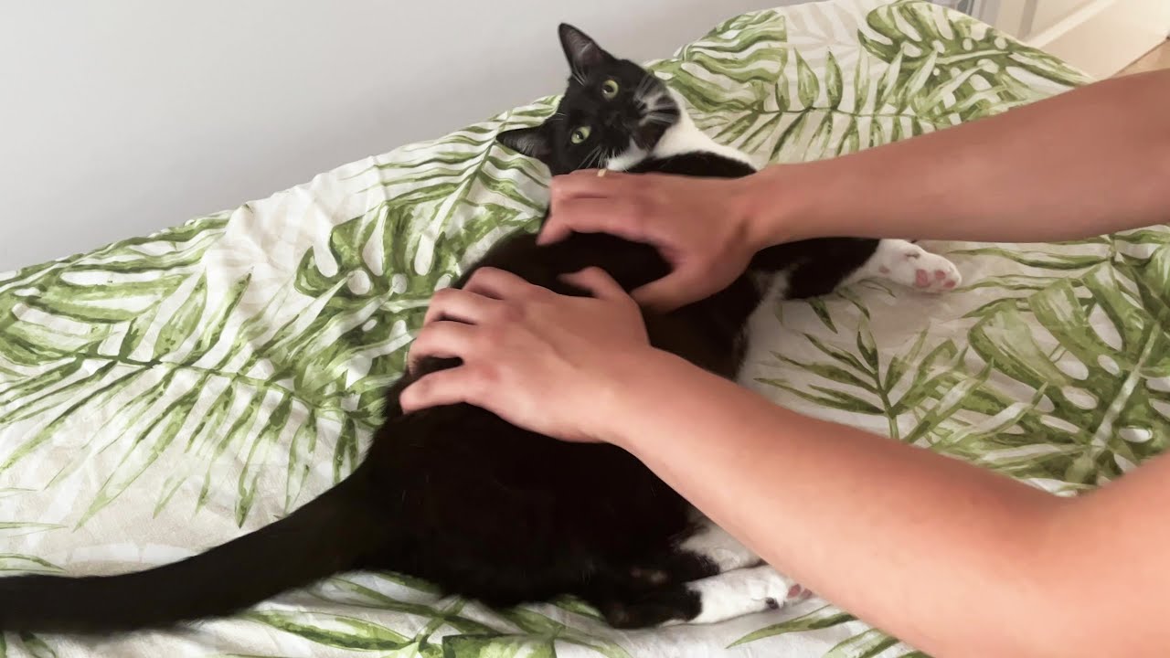 Knead that cat