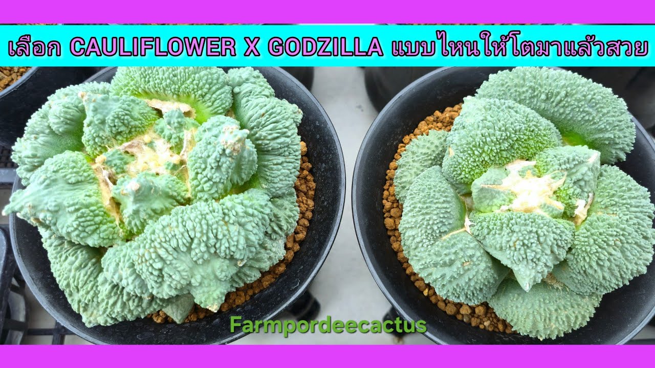 เลือก​ Cauliflower X​ God​zilla​ แบบไหนให้โตมาแล้วสวย
