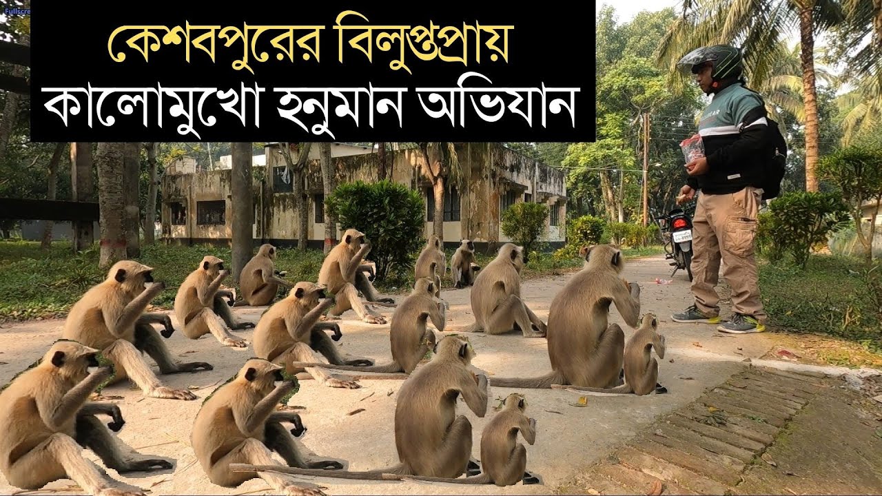 গন্তব্য কেশবপুর - কালোমুখো হনুমানের খোজে ।। Black Face Hanuman in Keshabpur