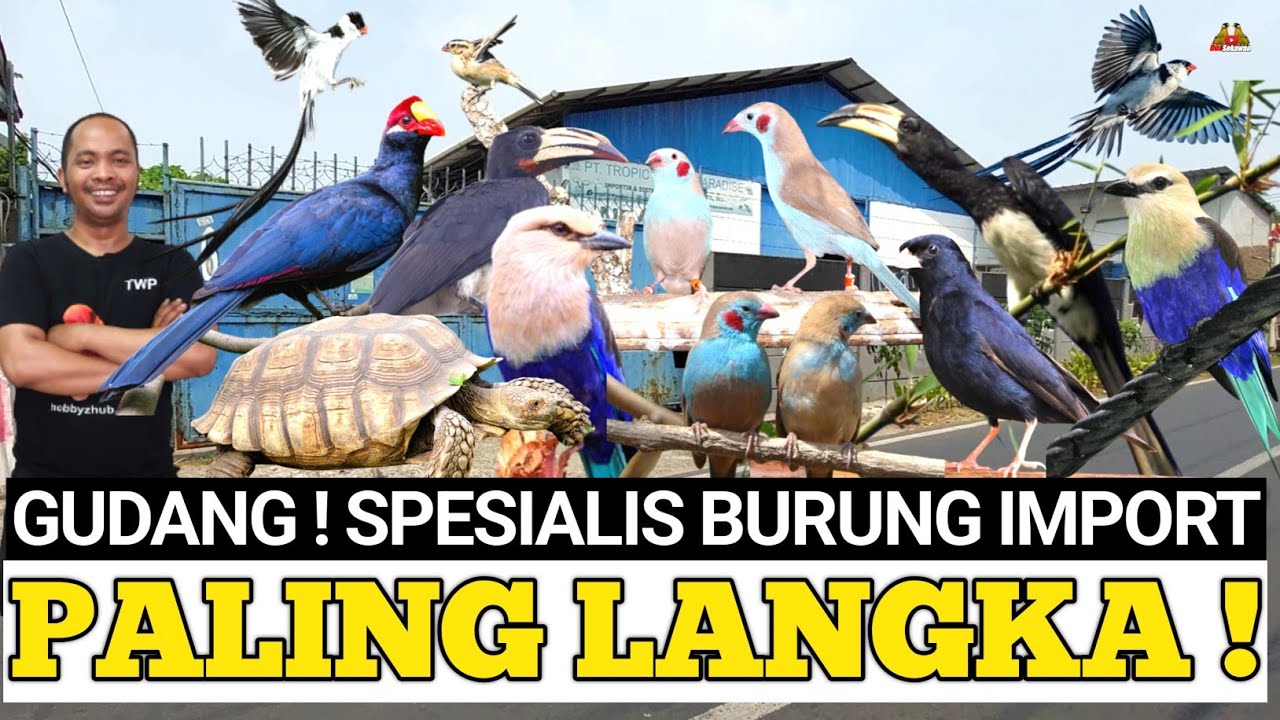 BENER2 SINTING ! BANGUN PABRIK GEDE BANGET CUMA BUAT BURUNG IMPORT PALING LANGKA !