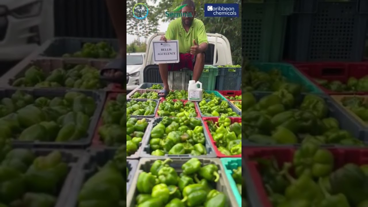Playmaker Sweet peppers - Seminis!