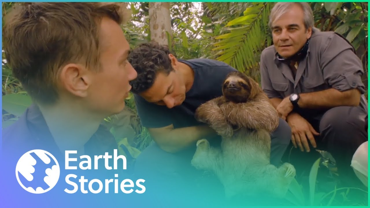 The Secret Life of The Rare Pygmy Three-Toed Sloth