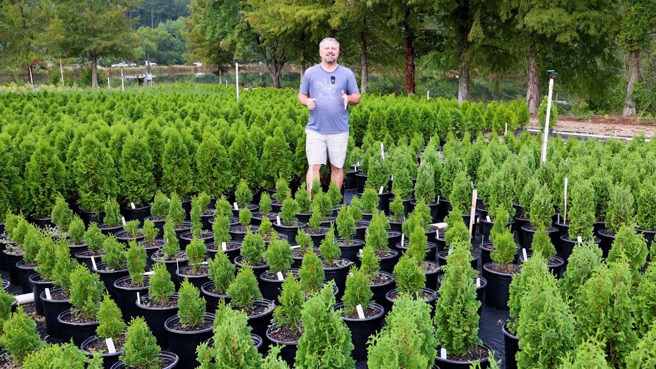 Lots of Fast Growing Screening Plants