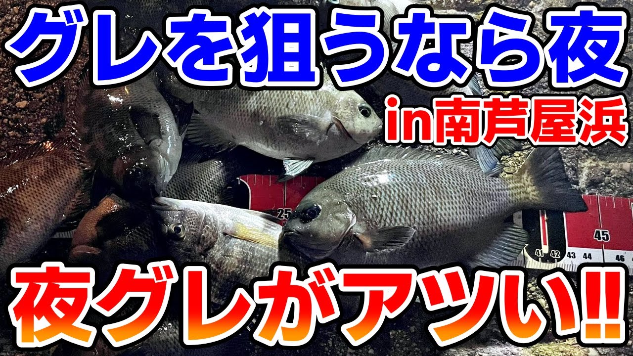 【南芦屋浜】夜のグレは簡単に数釣りができる！涼しい夜釣りシーズン開幕♪