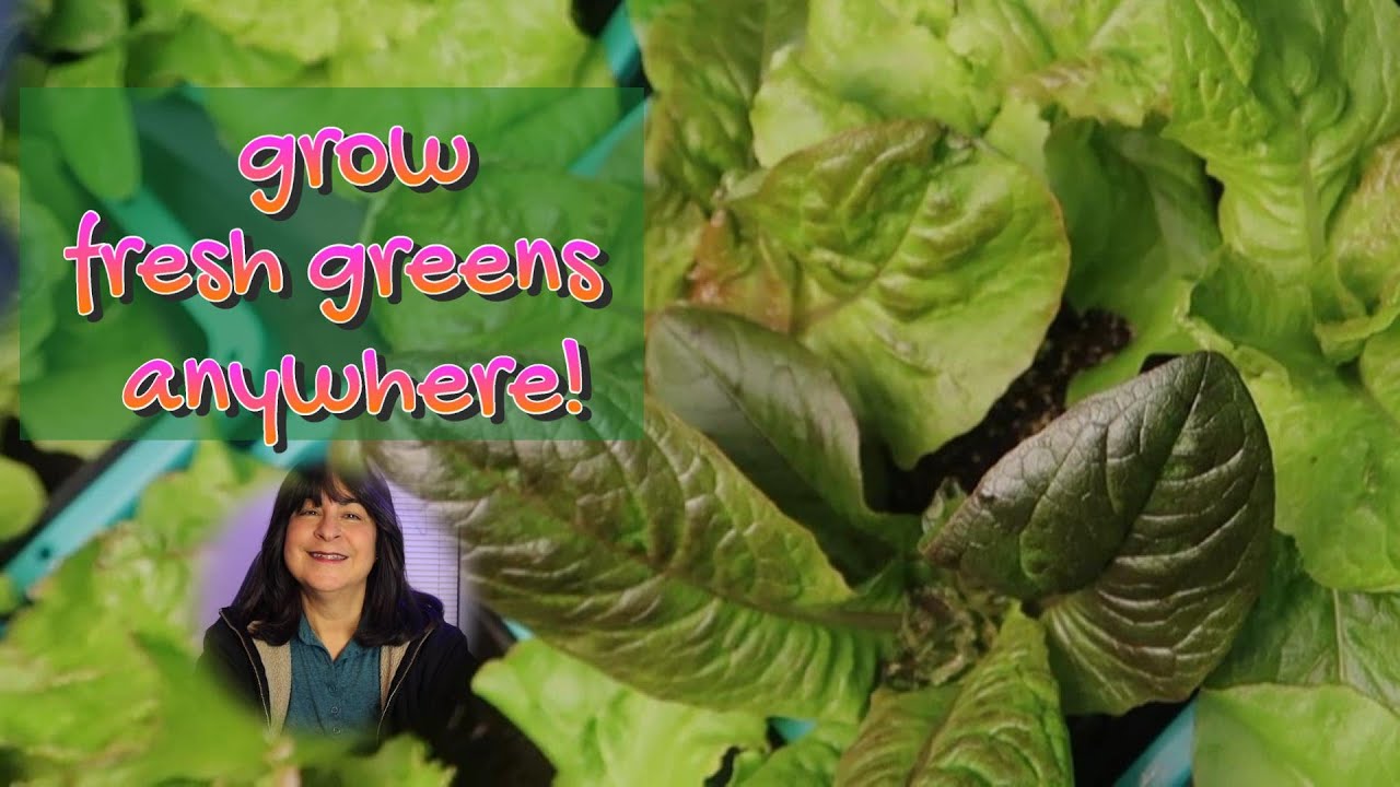 Hydroponic Lettuce Grow from Seed to Harvest using the Ebb and Flow Method