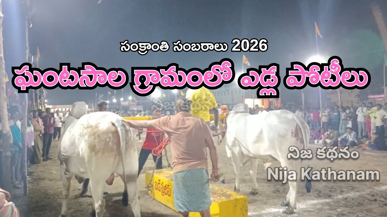 ఘంటసాల గ్రామంలో ఎడ్ల పోటీలు | సంక్రాంతి సంబరాలు 2026 | Nija Kathanam