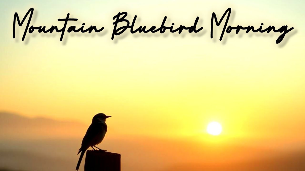 Mountain Bluebird Morning by Ashley #bluegrass #countrymusic 