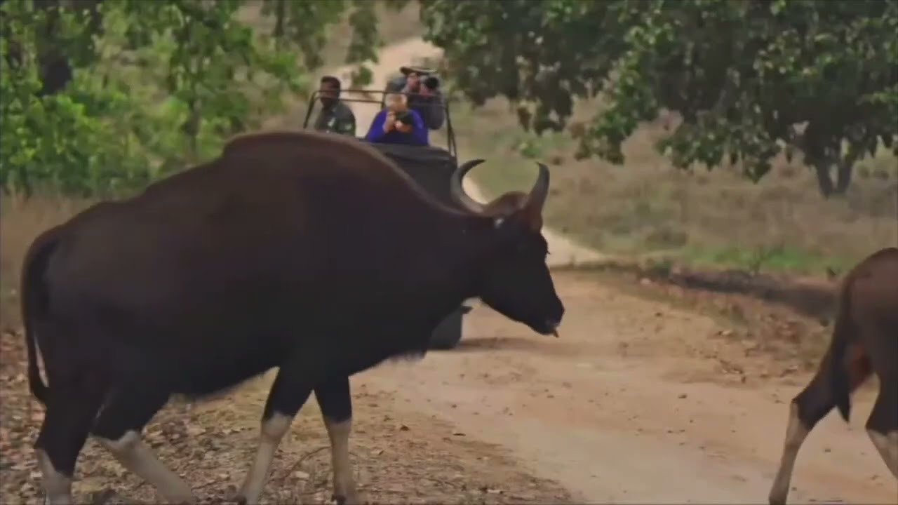 Sanjay Tiger Reserve | International Tiger Day 2024 | Tiger State Madhya Pradesh