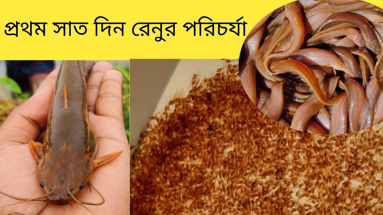 দেশি শিং মাছের রেনু এবং পোনা চাষ পদ্ধতি ও খাবার প্রক্রিয়া, 01966348470 এবং 01303823622 ।