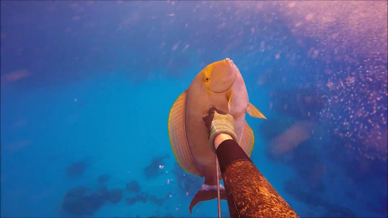 spearfishing french polynesia August 2K16
