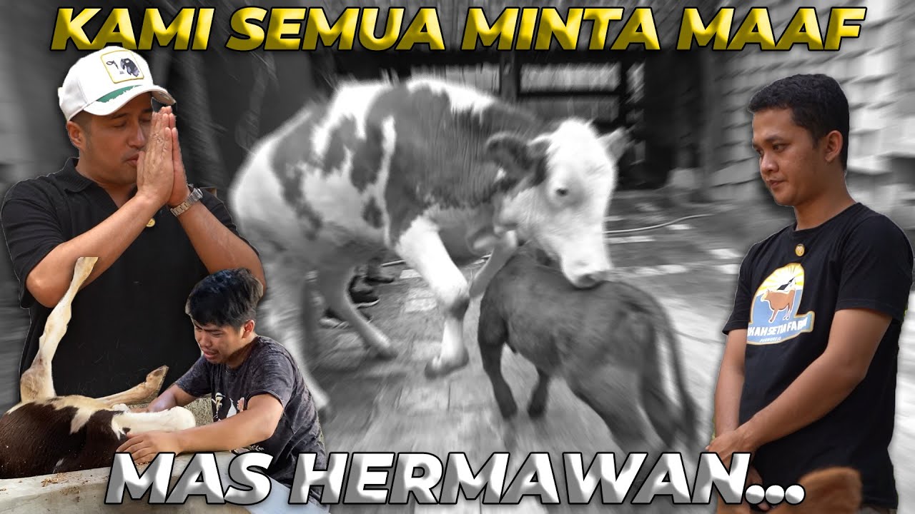 INI YANG TERJADI DENGAN MOLLY.. MAAF MAS HERMAWAN..