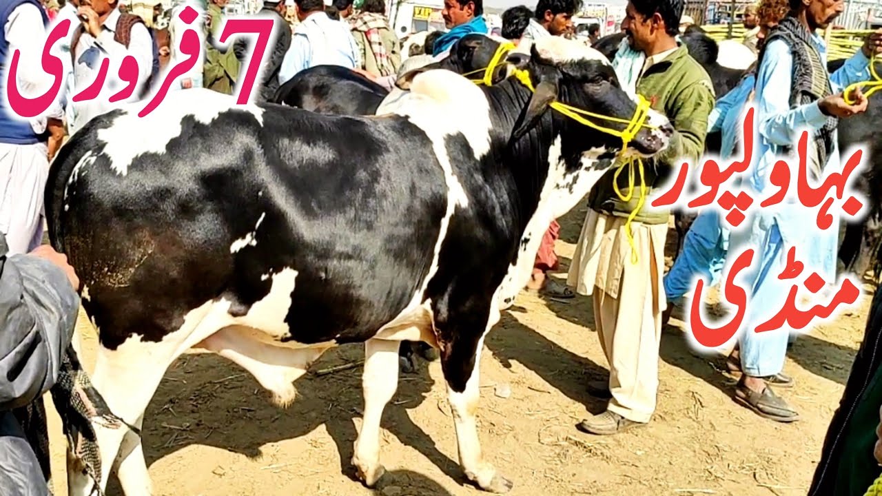Bahawalpur Janwar Mandi Zero Size Bachre Bachrian || Global Village Farming