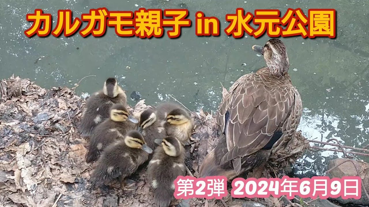 【第2弾】カルガモの親子 in 水元公園 2024年6月9日 かるがも ヒナ 【246】