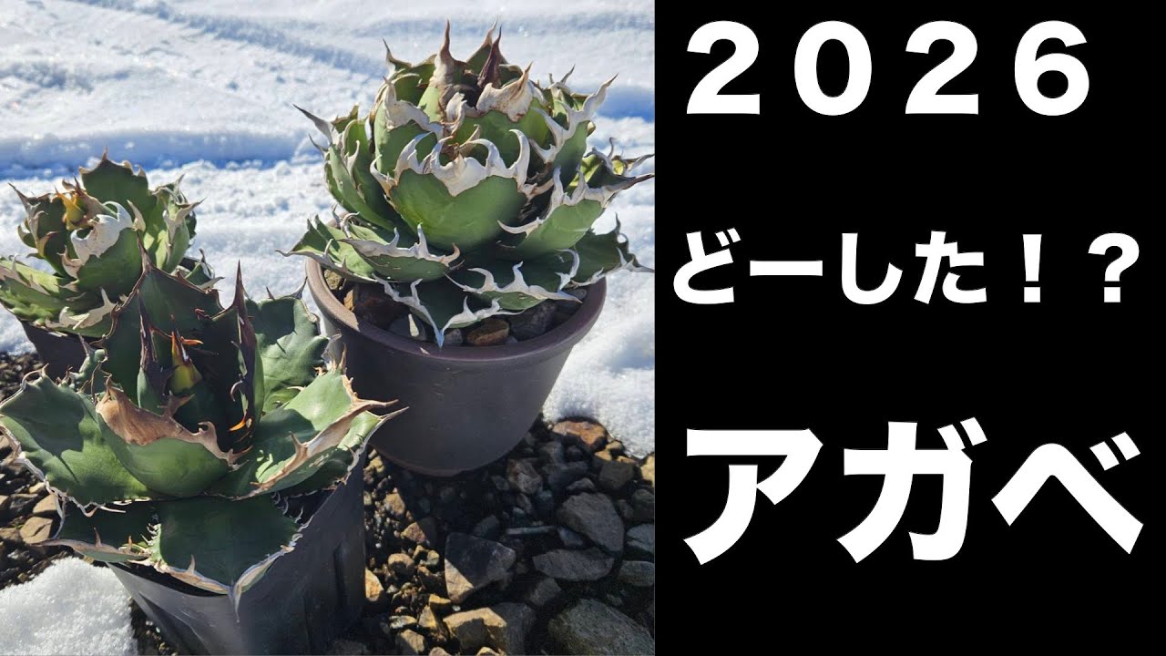 【前半】2026年アガベライフのスタートは波乱だった・・