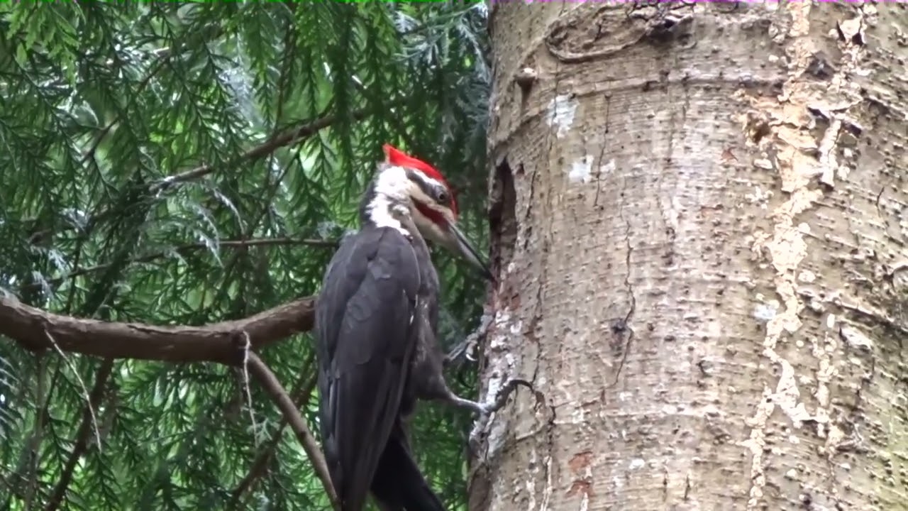Adult Male Pileated Woodpecker - Feeding Female Chick
