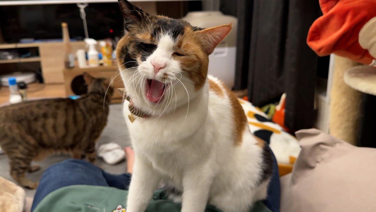 保護猫のボランティアの方たちに呼び出されたので行ってきた結果…