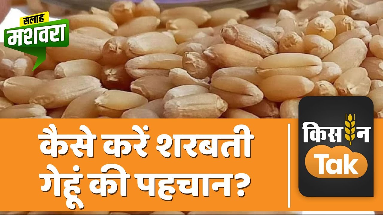 Sharbati Wheat: इस आसान तरीके से करें असली शरबती गेहूं की पहचान