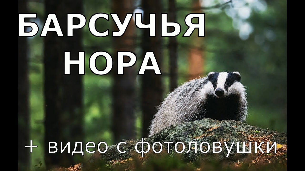 БАРСУЧЬЯ НОРА