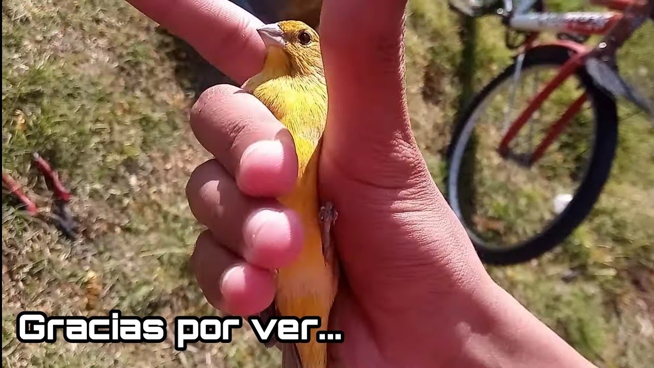 capturas de jilgueros con mi amigo